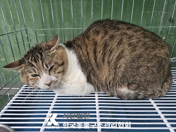 한국동물구조관리협회_411317202500183